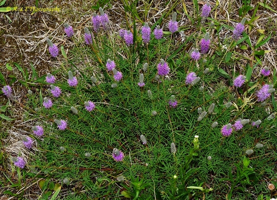 {Dalea gattingeri}